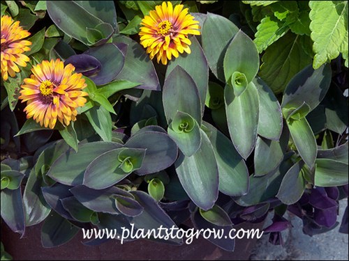 Pale Puma sharing space with a Zinnia in a container planting.